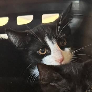 Itsy -  Domestic Short Hair Cat for Adoption in Charlottesville, Virginia - Itsy | PetCurious