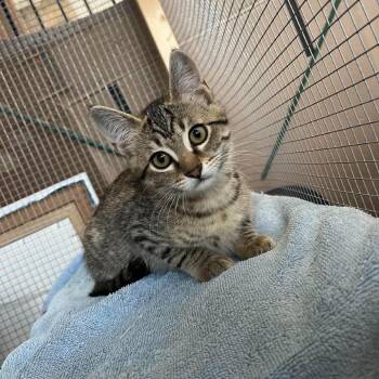 Ivy -  Domestic Short Hair Cat for Adoption in Chilliwack, British Columbia - Ivy | PetCurious
