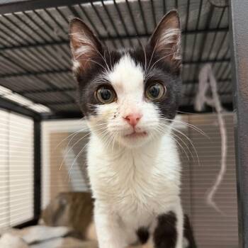 Soy -  Domestic Short Hair Cat for Adoption in Jupiter, Florida - Soy | PetCurious