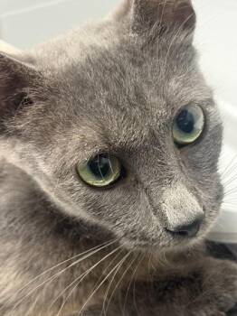 Sydney -  Domestic Short Hair Cat for Adoption in West Chester, Pennsylvania - Sydney | PetCurious