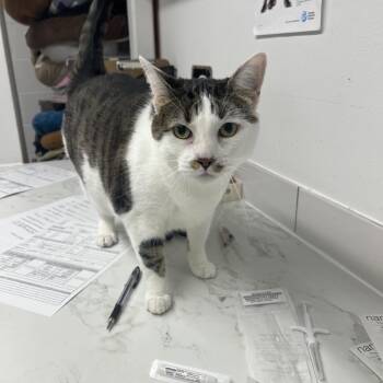 Effie -  Domestic Short Hair Cat for Adoption in St. Louis, Missouri - Effie | PetCurious