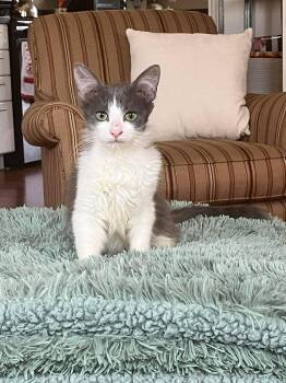 Domestic Long Hair Cats Available for Adoption in Muskego, Wisconsin - Grey - Playful And Affectionate Kitten | PetCurious