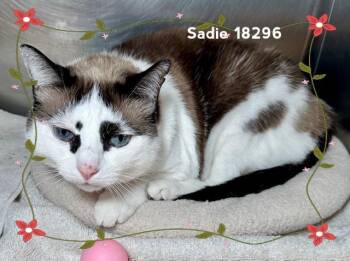 Domestic Short Hair Cats Available for Adoption in Marietta, Georgia - SADIE | PetCurious