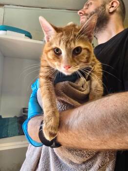 Tiger Woods -  Domestic Short Hair Cat for Adoption in Pine Grove, Pennsylvania - Tiger Woods | PetCurious