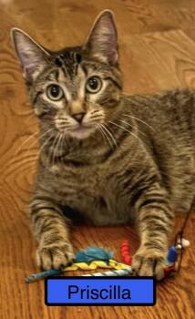 Rescue Domestic Short Hair Cats for Adoption in Zimmerman, Minnesota - Priscilla | PetCurious