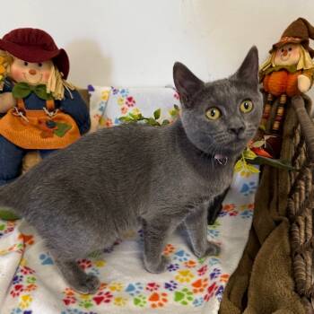 Rescue Domestic Short Hair Cats for Adoption in Houston, Texas - Amanda | PetCurious