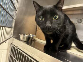 Rescue Domestic Short Hair Cats for Adoption in Boston, Massachusetts - HUBERT | PetCurious