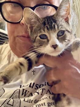 Rescue Tabby Cats for Adoption - Levi | PetCurious