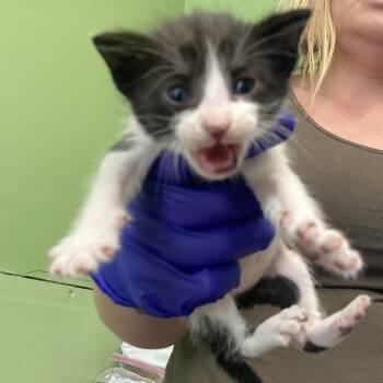 Russ -  Domestic Short Hair Cat Available for Adoption in St. Helena, California - Russ | PetCurious