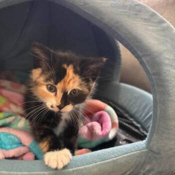 Suki -  Domestic Short Hair Cat for Adoption in Ferndale, Washington - Suki | PetCurious