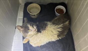 Domestic Short Hair Cats Available for Adoption in San Antonio, Texas - BOSTON | PetCurious