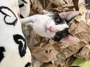Fettuccine -  Domestic Short Hair Cat for Adoption in Syosset, New York - Fettuccine | PetCurious