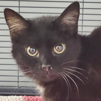Domestic Short Hair Cats Available for Adoption in Fort Smith, Arkansas - Jocie (26-3752) | PetCurious