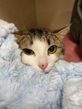 Domestic Short Hair Cats Available for Adoption in Winnipeg, Manitoba - Cheela | PetCurious