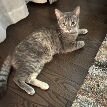 Marjorie (w/ Millicent) -  Domestic Short Hair Cat for Adoption - Marjorie (w/ Millicent) | PetCurious