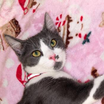 Ella -  Domestic Short Hair Cat for Adoption in Santa Ana, California - Ella | PetCurious
