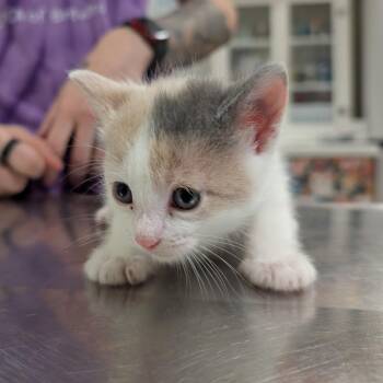 Bacon -  Domestic Short Hair Cat for Adoption in Titusville, Florida - Bacon | PetCurious