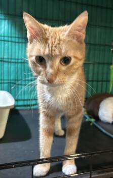 Arianna -  Domestic Short Hair Cat for Adoption in Havertown, Pennsylvania - Arianna | PetCurious
