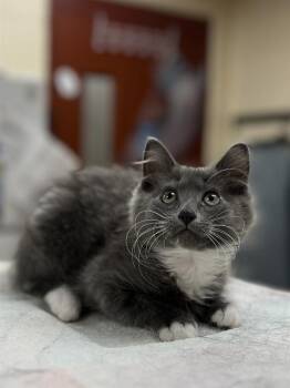 MELEAH -  Domestic Medium Hair Cat for Adoption in Aliquippa, Pennsylvania - MELEAH | PetCurious