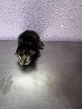 61625960 -  Domestic Medium Hair Cat for Adoption in El Paso, Texas - 61625960 | PetCurious