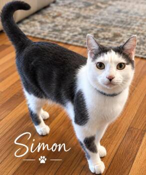 Simon -  Domestic Short Hair Cat for Adoption in Casselberry, Florida - Simon | PetCurious
