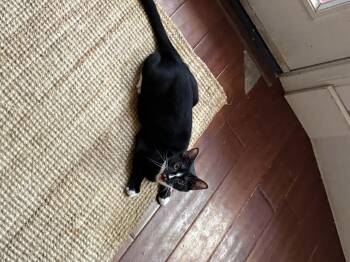 Flint -  Tuxedo Cat for Adoption in San Diego, California - Flint | PetCurious