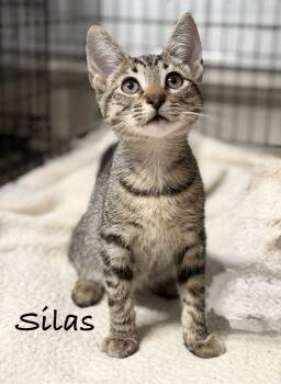 Silas -  Domestic Short Hair Cat for Adoption in Pawleys Island, South Carolina - Silas | PetCurious