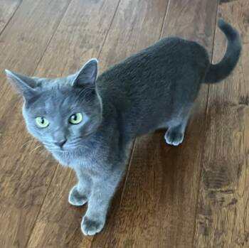 Zya -  Domestic Short Hair Cat for Adoption in Lincoln, California - Zya | PetCurious