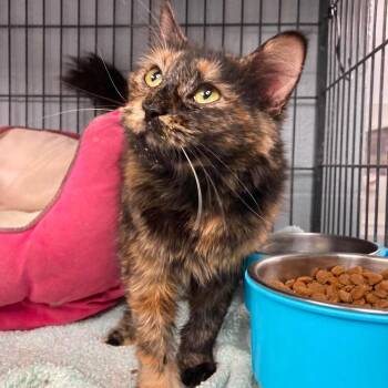 Lady Eleanor -  Domestic Long Hair Cat for Adoption in Duncan, Oklahoma - Lady Eleanor | PetCurious