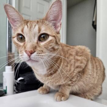 Scut Farkus -  Domestic Short Hair Cat for Adoption in Las Vegas, Nevada - Scut Farkus | PetCurious