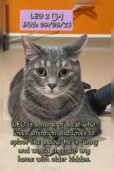 Leo -  Domestic Short Hair Cat for Adoption in Harpers Ferry, West Virginia - Leo | PetCurious