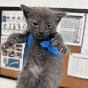 Domestic Short Hair Cats Available for Adoption in Edinburg, Texas - Ryder | PetCurious