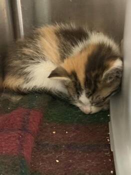 Bonnie -  Domestic Short Hair Cat for Adoption in Westland, Michigan - Bonnie | PetCurious