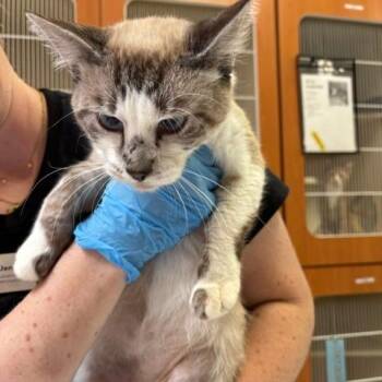 Legolas -  Domestic Short Hair Cat for Adoption in Murray, Utah - Legolas | PetCurious
