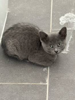 Rescue Domestic Short Hair Cats for Adoption in Fishers, Indiana - Stone | PetCurious