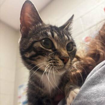 Millie -  Domestic Short Hair Cat for Adoption in Bristol, Indiana - Millie | PetCurious