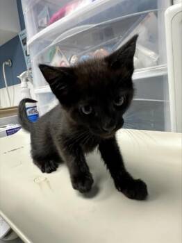 RAINBOW* -  Domestic Short Hair Cat for Adoption in Santa Cruz, California - RAINBOW* | PetCurious
