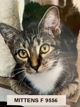 Rescue American Shorthair Cats for Adoption in Weatherford, Texas - Mittens | PetCurious