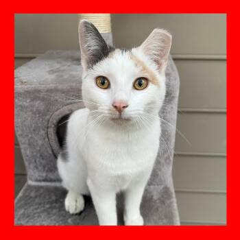 Calico Cats Available for Adoption in Durham, North Carolina - Tommy | PetCurious