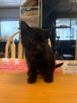 Rylee -  Domestic Short Hair Cat for Adoption in Heber City, Utah - Rylee | PetCurious