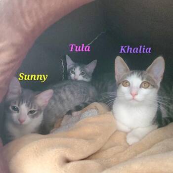 Tula -  Domestic Short Hair Cat for Adoption in Diamond Springs, California - Tula | PetCurious