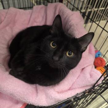 Domestic Short Hair Cats Available for Adoption in Hamburg, New York - Daisy  | PetCurious