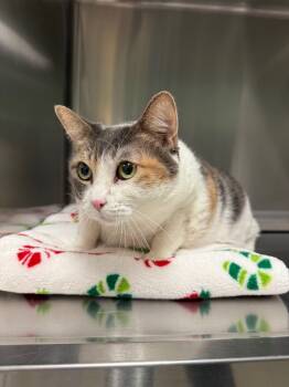 Rescue Domestic Short Hair Cats for Adoption in Twentynine Palms, California - Angelique | PetCurious