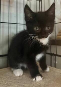 Simon -  Domestic Short Hair Cat for Adoption in Westfield, New York - Simon | PetCurious