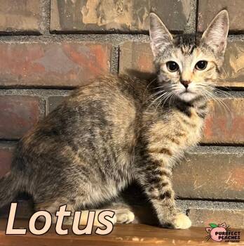 Lotus -  Domestic Short Hair Cat for Adoption in Douglasville, Georgia - Lotus | PetCurious