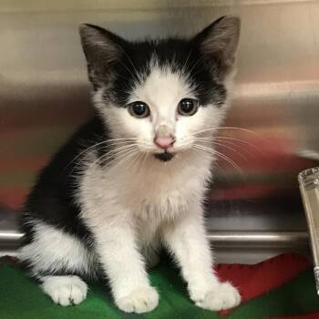 James Dean -  Domestic Short Hair Cat for Adoption in Newark, New Jersey - James Dean | PetCurious