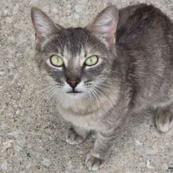 Josie -  Domestic Short Hair Cat Available for Adoption in San Antonio, Texas - Josie | PetCurious