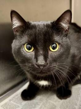 Domestic Short Hair Cats Available for Adoption in Wichita, Kansas - Minnie Meows | PetCurious