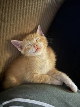 Domestic Short Hair Cats Available for Adoption - Juni | PetCurious