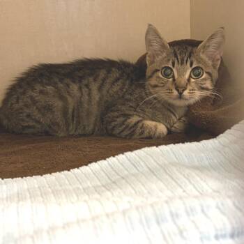 Fuzzy -  Domestic Short Hair Cat for Adoption in San Antonio, Texas - Fuzzy | PetCurious